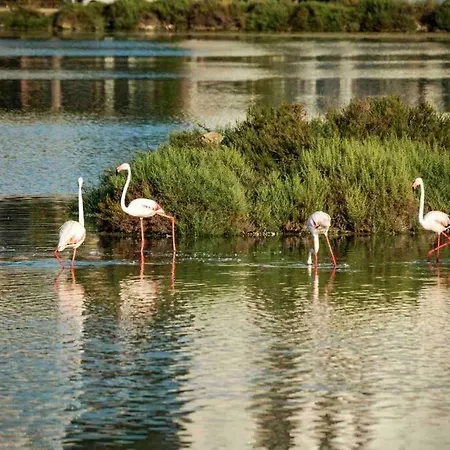Off-grid Luxury With Tikibar By The Pool. Кальпе